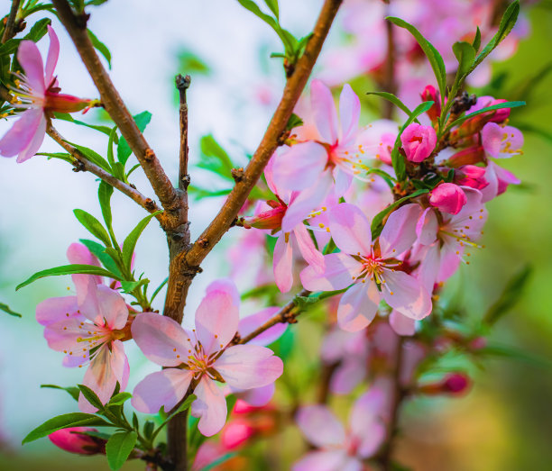 开花的粉红色杏仁图片下载