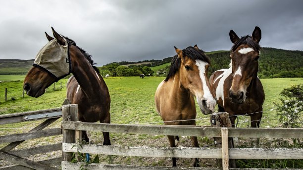 三个朋友马。图片下载