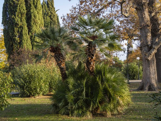 美丽的多茎棕榈树Chamaerops humilis，欧洲扇或地中海矮棕榈树在风景公园的索契市。特写镜头。日落。12月晴朗的一天。图片下载