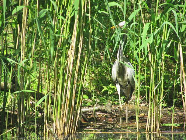苍鹭在自然环境中图片下载