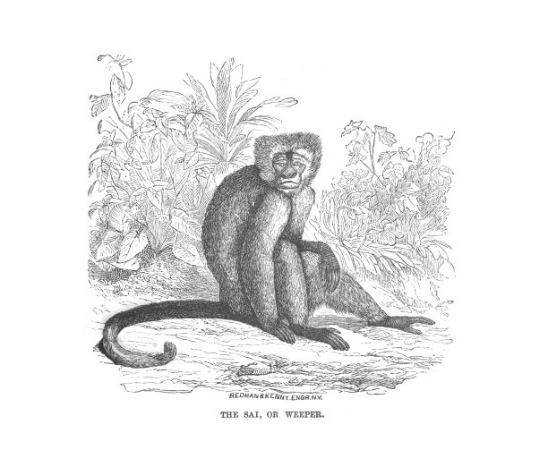 一个Sai或哭泣的猴子，坐在地上，古董雕刻插图图片下载