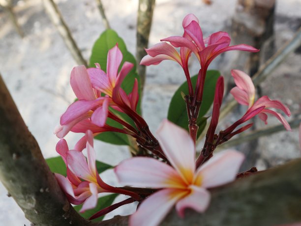 粉红色的鸡蛋花在花园里盛开图片下载