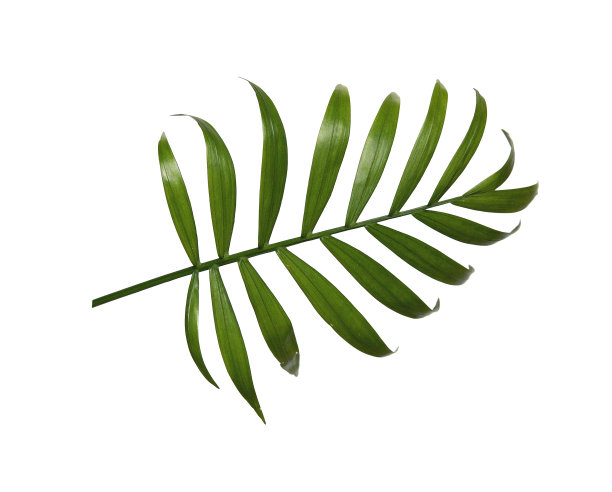 棕榈叶被孤立在白色的背景上。图片下载