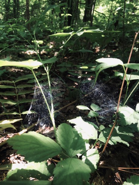 蜘蛛网图片下载