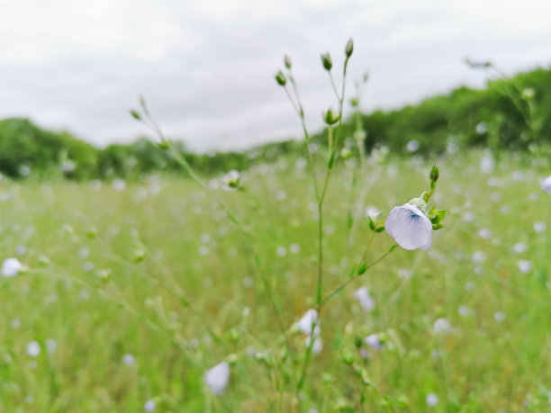 亚麻属植物usitatissimum L。图片下载
