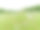 亚麻属植物usitatissimum L。图片下载