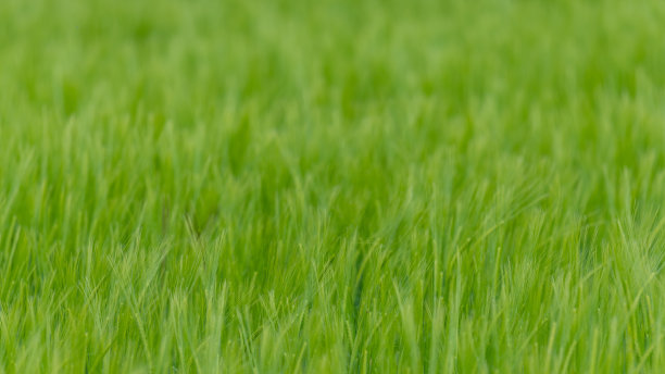 大麦(普通大麦)作物图片下载