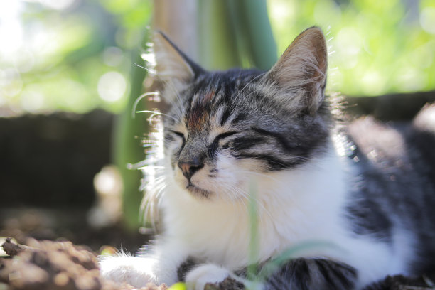 可爱困倦的小猫躺在花园里的地上。小猫库存图片。图片下载