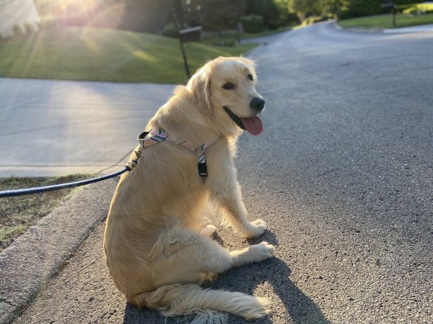 快乐的金毛猎犬在散步图片下载