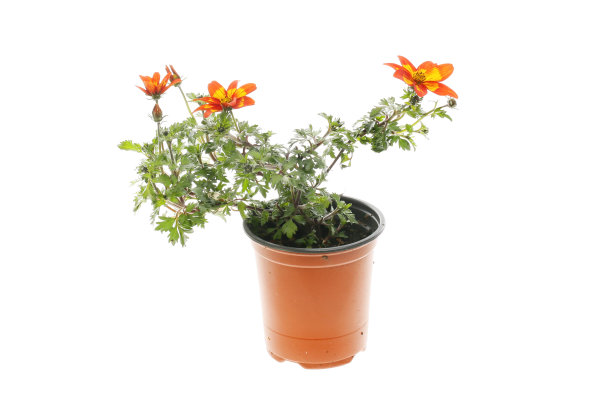 鬼针草属的植物图片下载