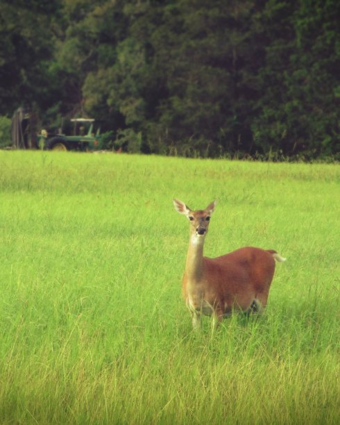 拖拉机上的鹿图片下载