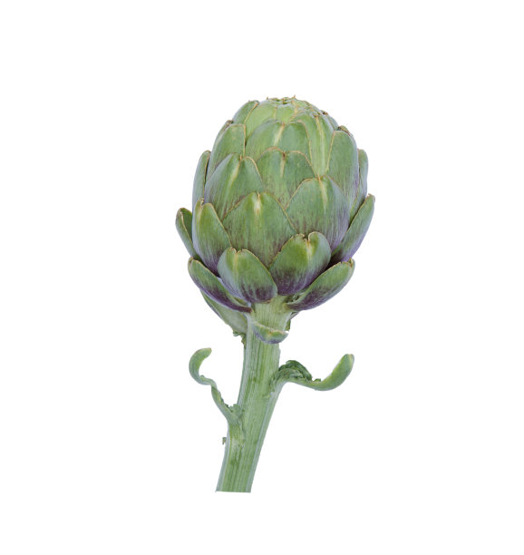 白色背景上的新鲜绿色洋蓟。图片下载