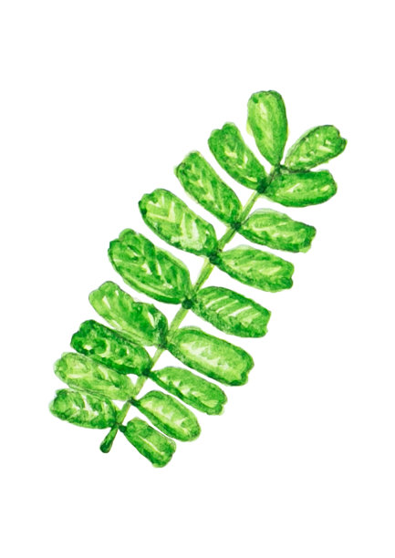 水彩热带罗望子叶的分支clipart壁纸纹理背景。插图孤立的白色背景图片下载