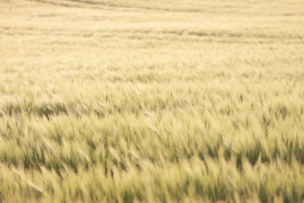 绿色的乡村农业在日落时犁地。柔和的阳光，金色的时光。自然的纹理、图案、背景。宏,水彩效果。自然、生态、环境保护、生态旅游图片下载