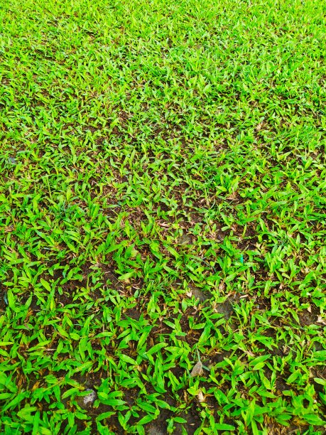 热带田野里的绿草图片下载