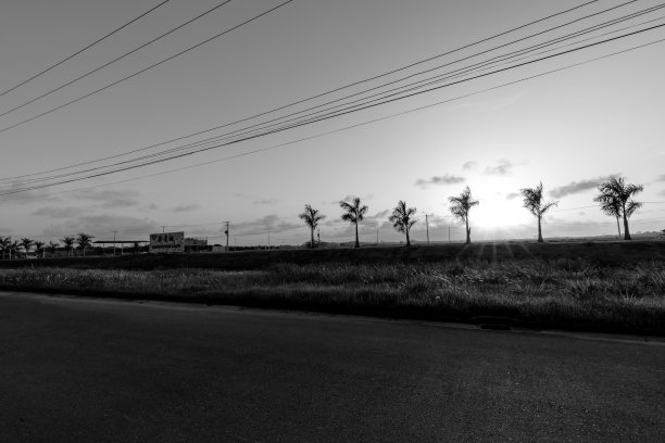 苏里南，帕拉马里博——2020年5月:Greenview湖地产开发的椰子树黑白照片。图片下载