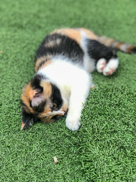 沉睡的猫图片下载