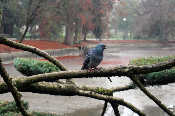 鸽子坐在树枝上图片下载