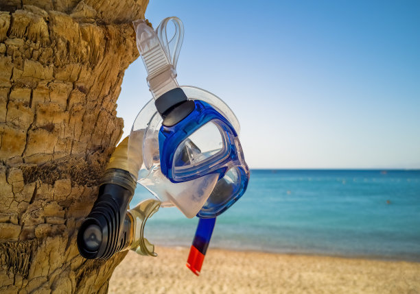 红海一棵棕榈树树干上的浮潜面具图片下载