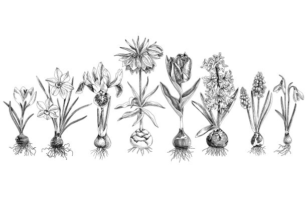 手绘的春季球茎花图片下载