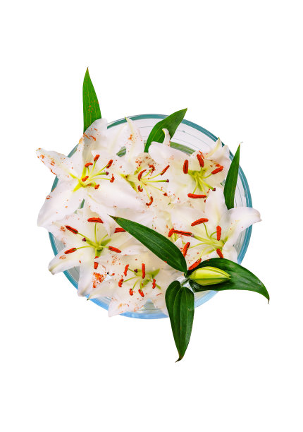 白百合花在碗，孤立在白色图片下载