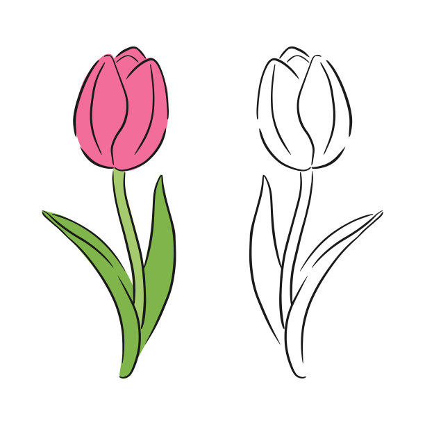 郁金香花线条极简主义艺术套装五彩缤纷图片下载