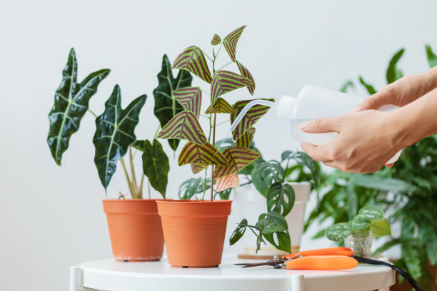 浇盆栽的女人图片下载