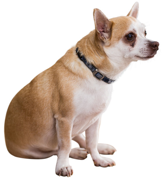 可爱的小狗吉娃娃坐着图片下载