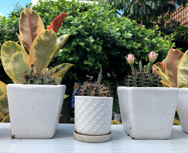 盛开的仙人掌和小植物在白色陶瓷盆在早晨的阳光为花园装饰图片下载