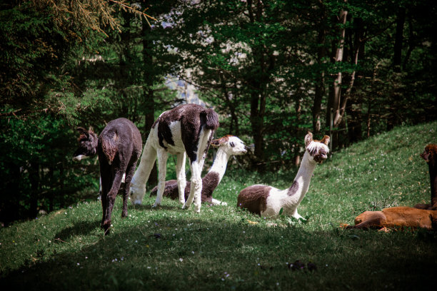 旧巷子图片下载