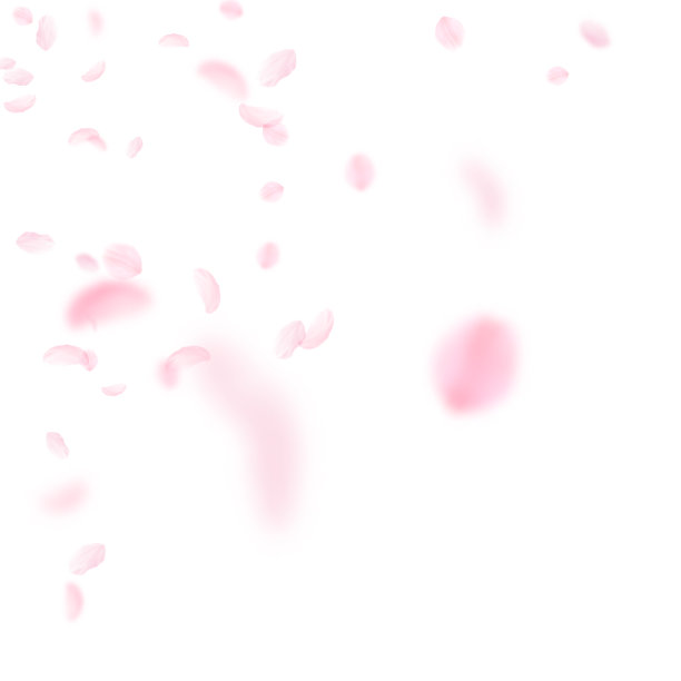 樱花花瓣飘落，浪漫的粉红色花朵图片下载