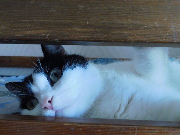 一只黑白相间的猫躺在木床上看着摄影师。图片下载