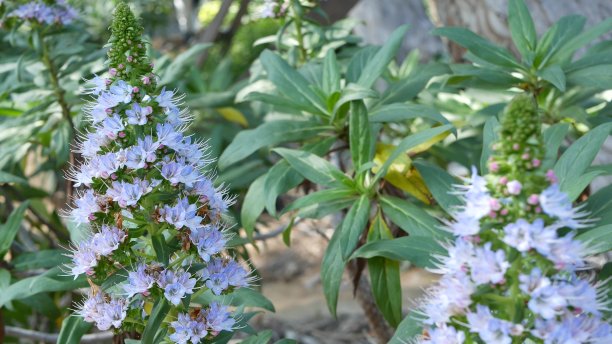 骄傲的马德拉丁香花，美国加利福尼亚州。紫紫紫紫的花。家庭园艺，美式装饰观赏室内植物，自然植物氛围。锥形开花图片下载