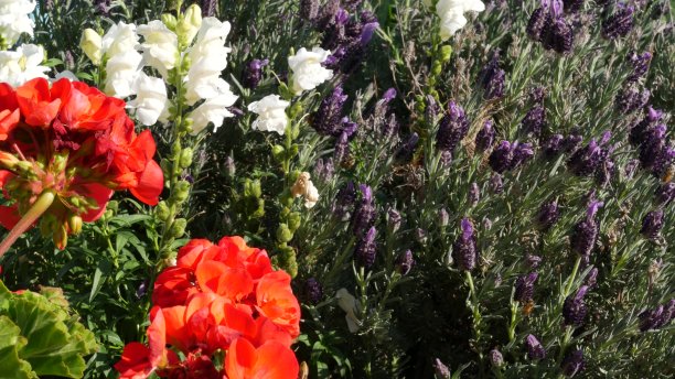 丁香薰衣草花盛开，自然植物特写背景。紫色花在春天的早晨花园，家庭园艺在加利福尼亚，美国。淡紫色春天的植物。紫罗兰野花在软焦点。图片下载