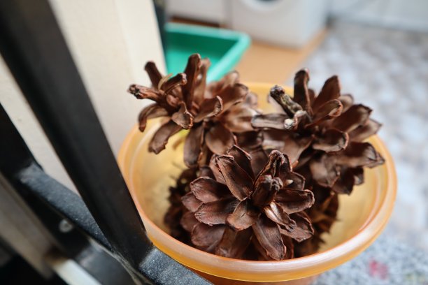 窗户栏杆前的一个小塑料碗上放着松果图片下载