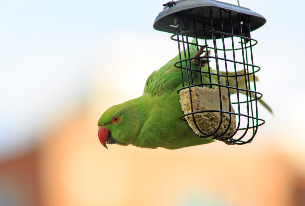 挂在网眼喂食器上的玫瑰颈长尾小鹦鹉图片下载