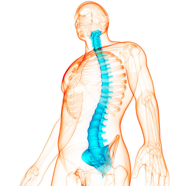人体骨骼系统解剖学的脊髓和脊柱图片下载