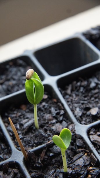 瓜的校园，新孵化的种子图片下载