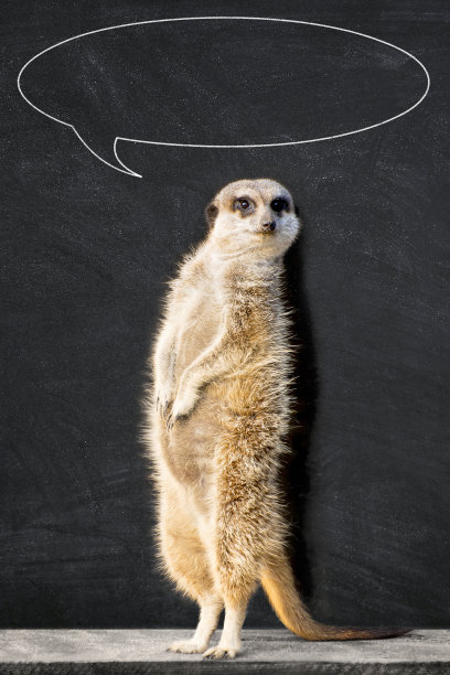 在黑板上有语音泡泡的猫鼬图片下载