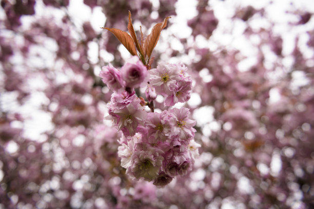 樱花图片下载