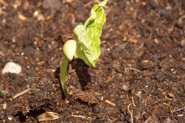 豆的幼苗图片下载