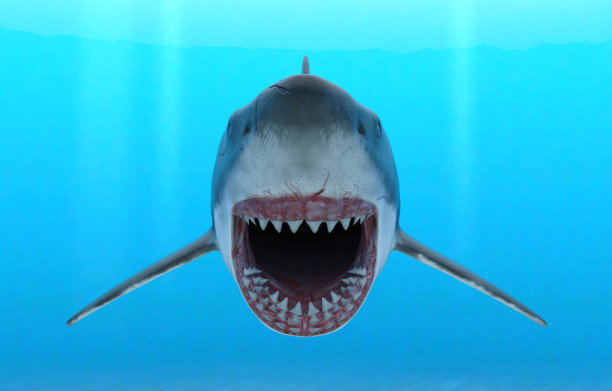 在攻击模式中，一只大白鲨张开大口在蓝色的海水中游泳。图片下载