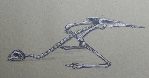 一具古代鸟类的骨架图片下载