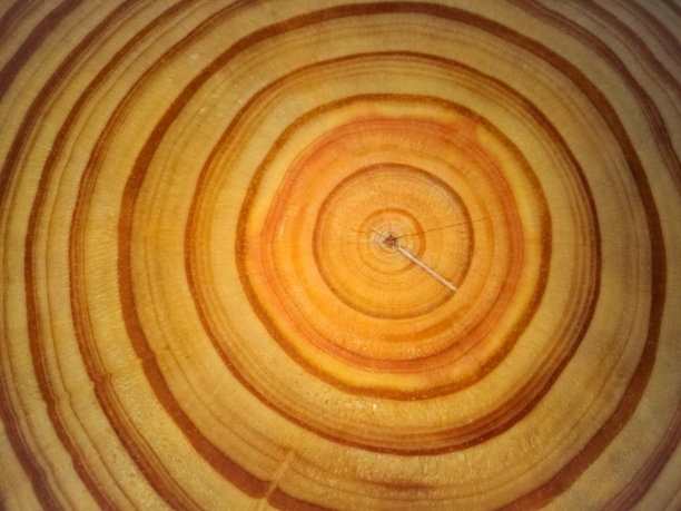 树的年轮图片下载