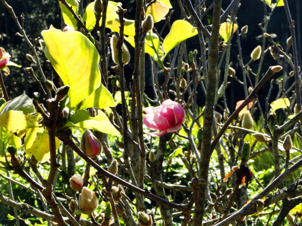 花朵和分支图片下载