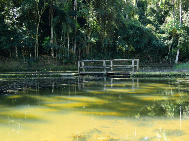 木头桥图片下载