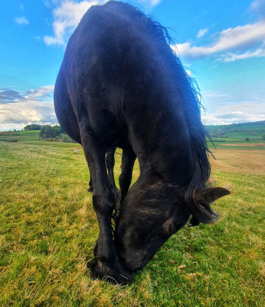 Caldbeck常见的马图片下载