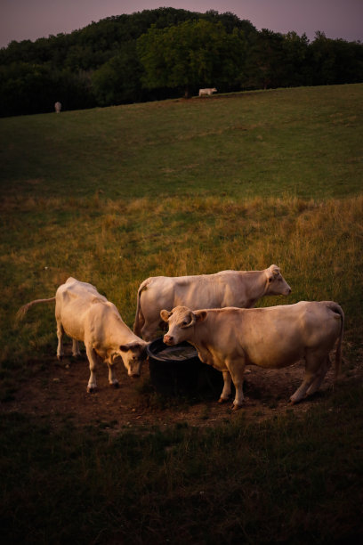 夏天的晚上有三头白奶牛图片下载