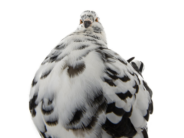 鸽子看起来像一个想要减肥的胖子孤立在白色图片下载