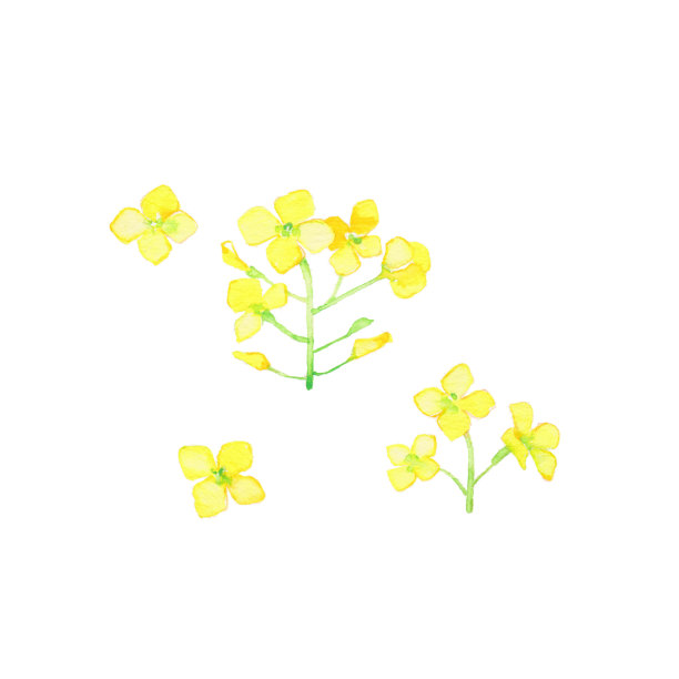 油菜籽图片下载